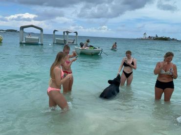 A group of women interacts with a swimming pig in shallow waters, creating a memorable wildlife experience in the Bahamas.