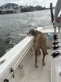 A Perfect Day on the Water: Dolphins, Shells & a Proposal to Remember \ud83d\udc8d\ud83d\udc2c