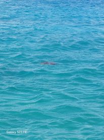 A serene view of a turtle swimming in the clear turquoise waters, showcasing the beauty of marine wildlife.