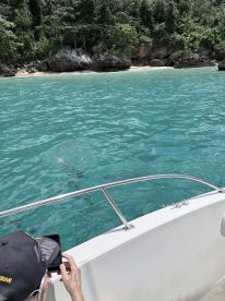 A guest captures a moment as dolphins swim alongside the boat in crystal-clear turquoise waters, showcasing a memorable wildlife encounter.