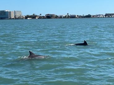 dolphins galore