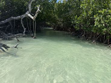 A serene view of mangroves with clear water, showcasing the natural beauty of the coastal ecosystem.