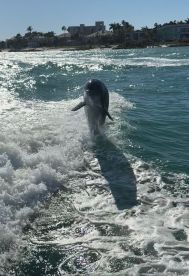 A playful dolphin leaps out of the water, showcasing its agility and grace in a stunning marine environment.