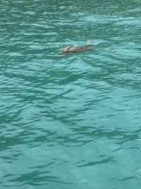 A serene view of a turtle swimming in crystal-clear waters, showcasing the beauty of marine wildlife in its natural habitat.