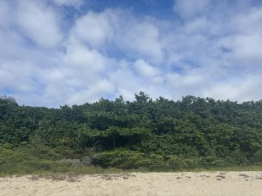 A view of a dense green landscape under a cloudy sky, lacking clear focus or identifiable features.