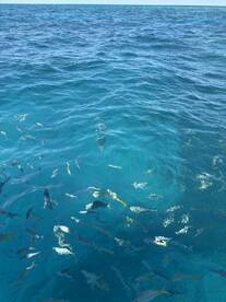 A vibrant underwater scene showcasing various fish swimming in crystal-clear waters, perfect for snorkeling and marine exploration.