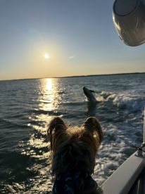 A dog gazes at the sunset while observing a whale swimming nearby, creating a heartwarming moment on the water.