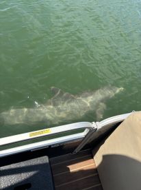 A close-up view of a shark swimming near a pontoon boat, showcasing the beauty of marine wildlife in its natural habitat.
