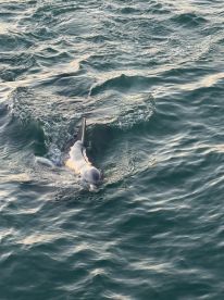 Sunset dolphin excursion