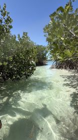 A serene view of a mangrove pathway leading to clear waters, perfect for exploring the natural beauty of coastal ecosystems.