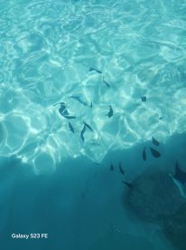 A serene underwater scene showcasing various fish swimming in crystal-clear waters, perfect for snorkeling enthusiasts and marine life lovers.