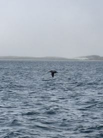 Blue Angels Experience 
