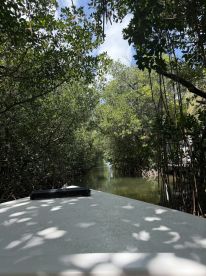 A serene view of a narrow mangrove channel from the bow of a boat, showcasing the lush greenery and tranquil waters — perfect for eco-tours and nature exploration.