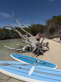 A man explores a serene beach area with paddleboards resting on the sand, surrounded by mangroves — a perfect spot for paddleboarding adventures.