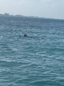 Definitely Recommend