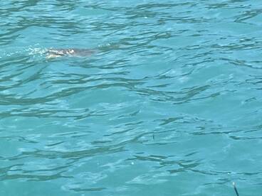 A glimpse of a shark swimming in clear turquoise waters, showcasing the vibrant marine life often encountered during boating adventures.