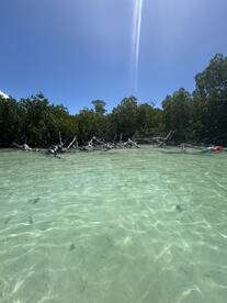 A serene view of clear waters and mangroves, capturing the natural beauty of the landscape.