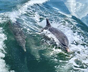 Two dolphins swim gracefully through the water, showcasing their playful nature in a beautiful marine setting.