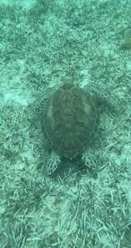 A close-up view of a turtle swimming gracefully over a sandy seabed, showcasing the beauty of marine wildlife in its natural habitat.