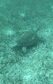 A serene underwater shot of a turtle gliding over seagrass, showcasing the beauty of marine wildlife in its natural habitat.