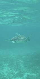 A serene underwater shot of a turtle gliding through clear waters, showcasing the beauty of marine wildlife in its natural habitat.