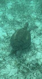 A serene underwater shot of a turtle gliding over seagrass, showcasing the beauty of marine wildlife in its natural habitat.