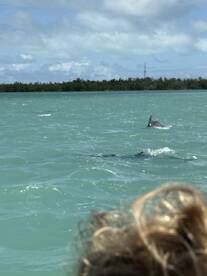 Tailors to any request