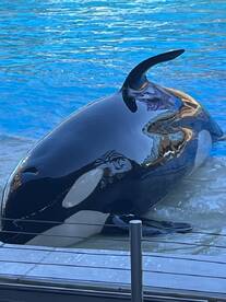 A stunning close-up of an orca whale, showcasing its distinctive black and white markings in a vibrant blue pool — a captivating glimpse into marine wildlife.
