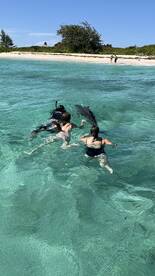 Guests enjoy a memorable experience swimming with dolphins in crystal-clear waters, showcasing the beauty of marine wildlife interactions.