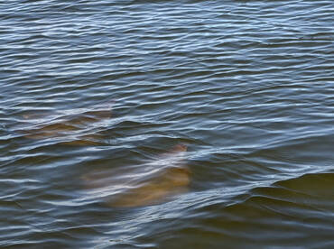 BEST! BOAT! TOUR! EVER!!!!