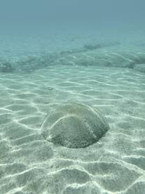 An underwater shot showing a sandy seabed with unclear features, possibly a rock formation. The image lacks identifiable subjects or clarity.