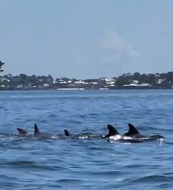 We got to experience the dolphins up close and personal.  