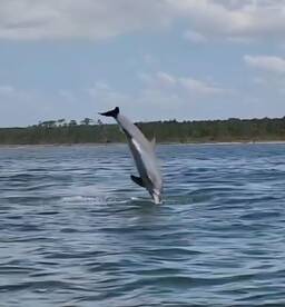 We got to experience the dolphins up close and personal.  