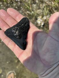 Megalodon Tooth Found On Coastal Passages Tour