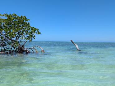 A serene view of mangroves in shallow waters under a clear blue sky, capturing the tranquility of a coastal environment.