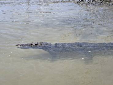 A crocodile glides through the clear waters, showcasing its impressive size and natural habitat — a captivating wildlife encounter.