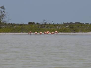 A serene scene featuring a group of flamingos standing gracefully along the shoreline, showcasing the beauty of wildlife in their natural habitat.