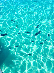 A serene underwater view showcasing schools of fish swimming in crystal-clear turquoise waters, perfect for snorkeling enthusiasts and marine life lovers.