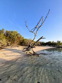 A scenic view of a mangrove tree on a sandy beach under a clear blue sky, showcasing the natural beauty of the coastline.