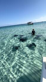 A person interacts with stingrays in crystal-clear waters, showcasing a unique wildlife experience in a tropical paradise.