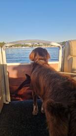 A dog enjoys the scenic view from a boat, gazing out at the water — a perfect companion for a day on the lake.