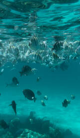 A vibrant underwater scene showcasing a variety of fish swimming in crystal-clear waters, perfect for snorkeling enthusiasts and marine life lovers.