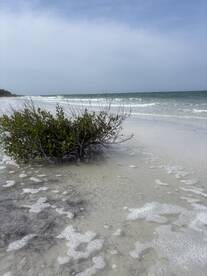 A serene view of a beach with gentle waves lapping at the shore, featuring a small bush in the foreground — a peaceful coastal scene.