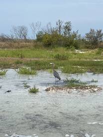 A solitary heron stands gracefully in shallow waters surrounded by lush greenery, showcasing the serene beauty of wildlife in its natural habitat.