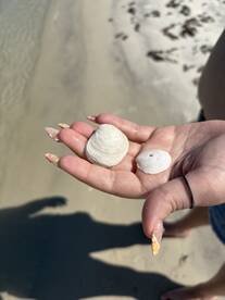 A hand holds two seashells on a sandy beach, with unclear details in the background.