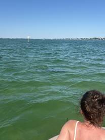 A person observes dolphins swimming nearby in clear waters, capturing a magical wildlife encounter on the water.