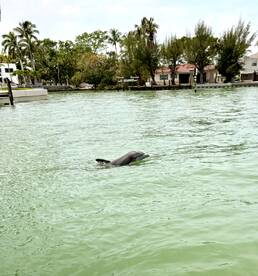 A dolphin gracefully swims through the clear waters, showcasing the beauty of marine wildlife in a serene coastal setting.