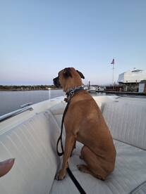 Sunset cruise, dog friendly 