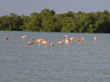 A stunning group of flamingos wading in shallow waters, surrounded by lush mangroves — a beautiful wildlife sighting in their natural habitat.