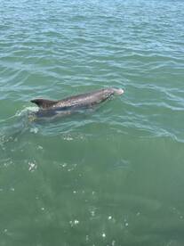 A dolphin gracefully swims through the clear waters, showcasing the beauty of marine wildlife in its natural habitat.